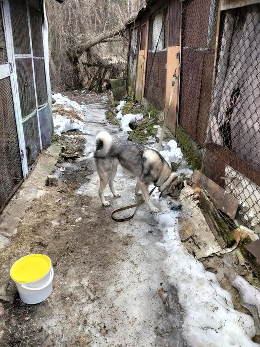 Західносибірска лайка