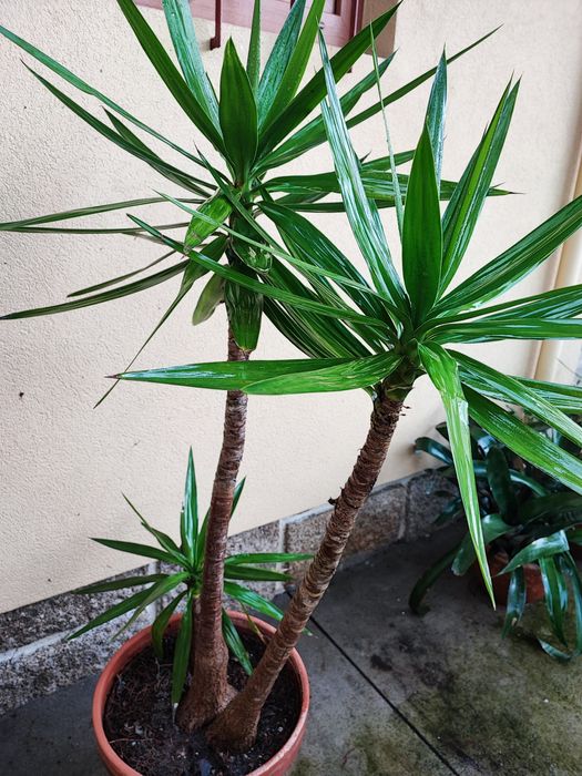 Yuca em vaso com várias medidas