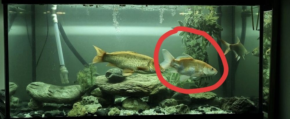 Vendo Karpa koi 20/25cm