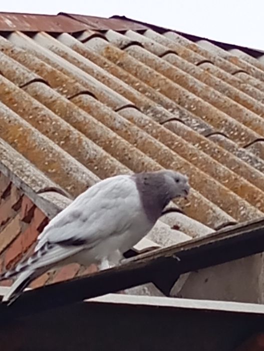 Такла. Голуби. Клітка.