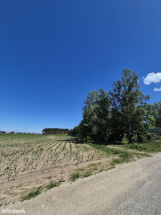 Greenfield dla Inwestora na obrzeżach Nowego Folwarku - Widok 3