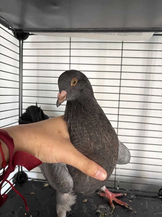 Pombo raça grande