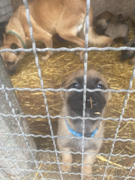 Щенки бельгійськоі вівчаркиМалінуа