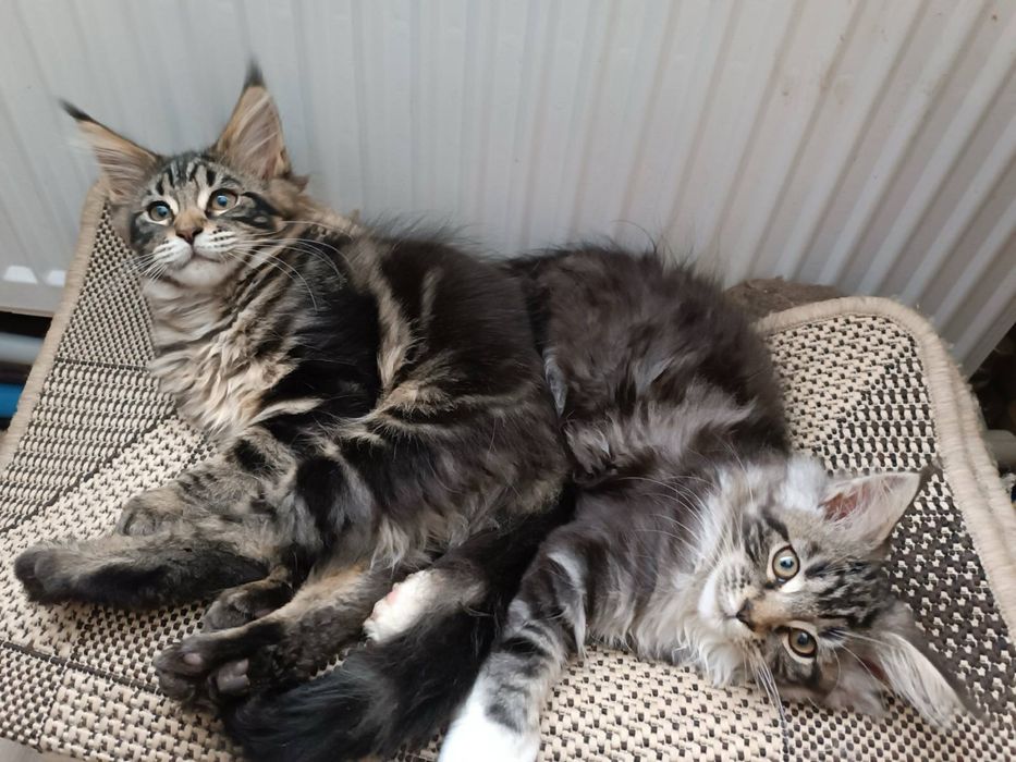 Кошенята котята мейн-кун