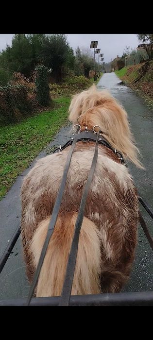 Pônei Appaloosa inteiro