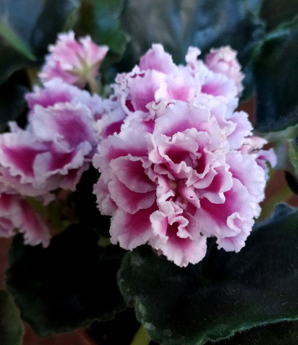 Набір махрових сортів фіалки