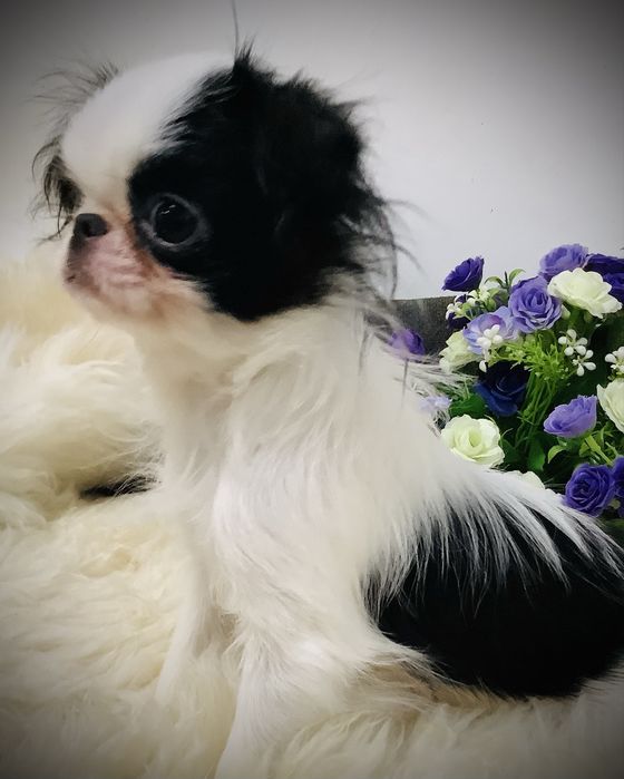 Японський хін, дівчинка