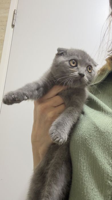Scottish fold com 2 meses