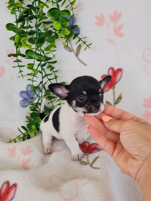 Excelente mini menina Chihuahua/Chiuaua Linhagem Russa de Qualidade