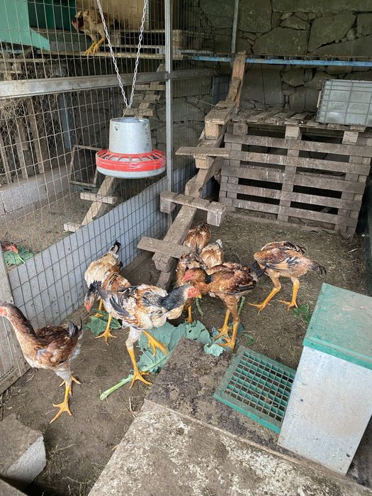 Indio Gigante (ovos/pintos e frangos)