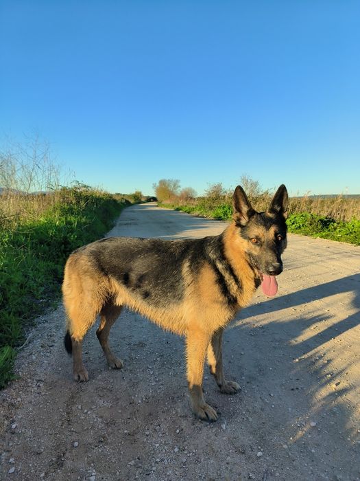 Pastor alemão para adoção responsável