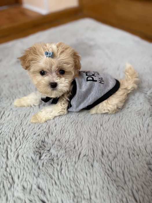 Бебі фейс мальтіпушки