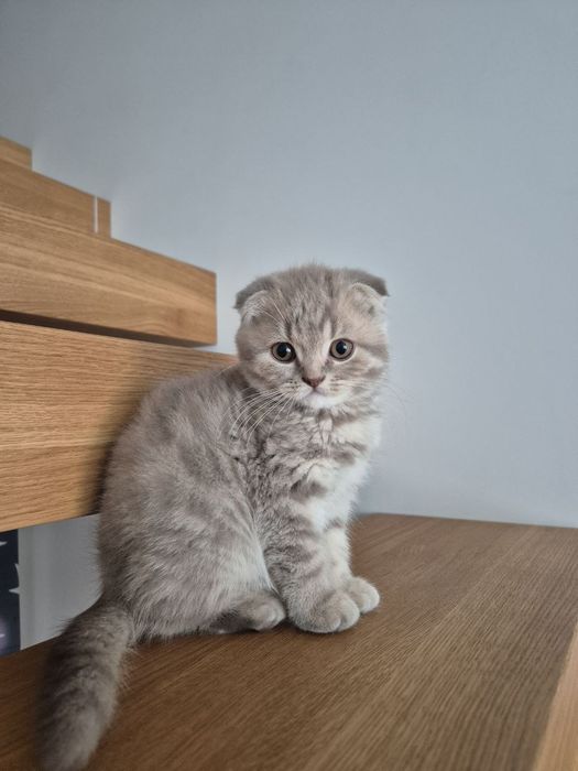 Продаю кошеня хлопчик висловухий scottish fold