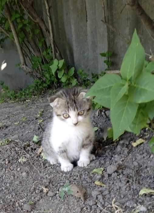 Двоє висловухих кошенят 1-2 міс