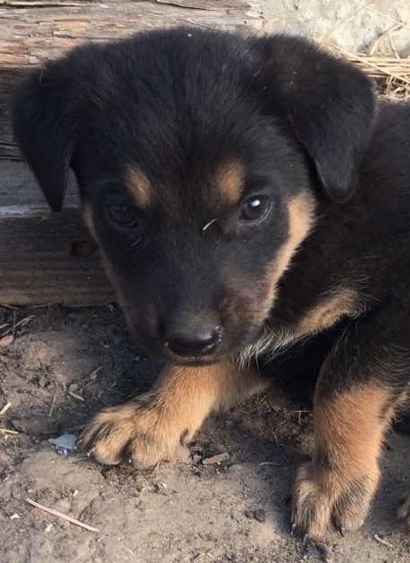 Лучшие щенки в лучшие семьи