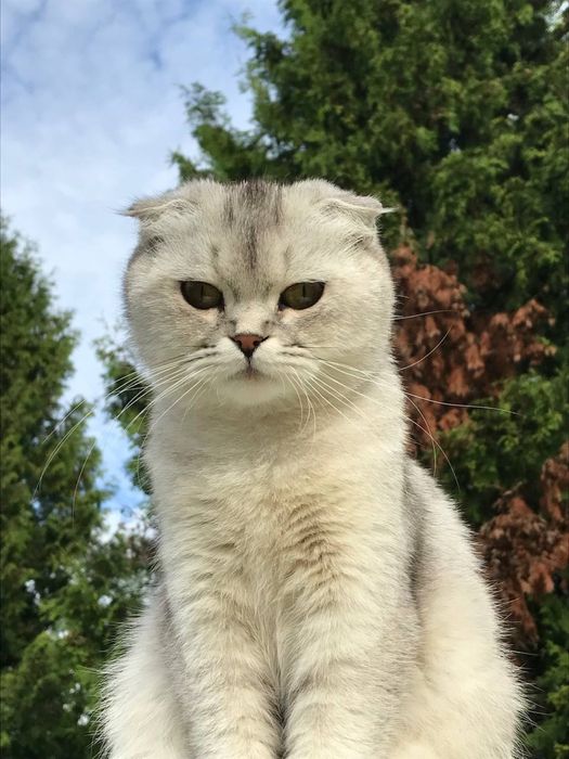 Шотландські кошенята