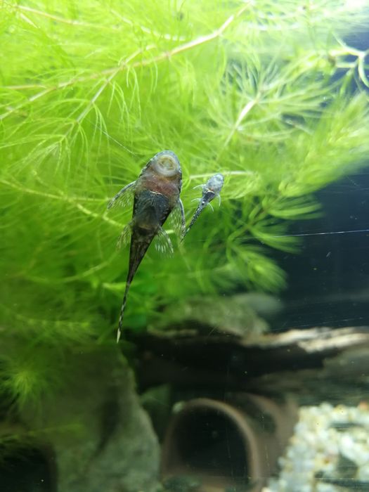 Hornwort - planta de aquário de fácil manutenção