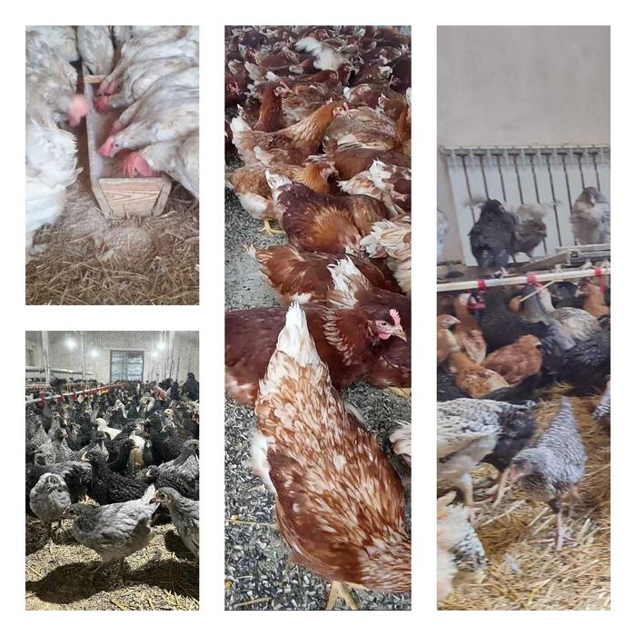 Продам кури несушки! Доставка безкоштовна. Бар!