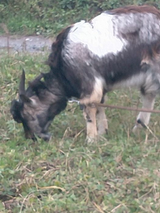 Козлик на злучку 12 міс   покривав 3х коз