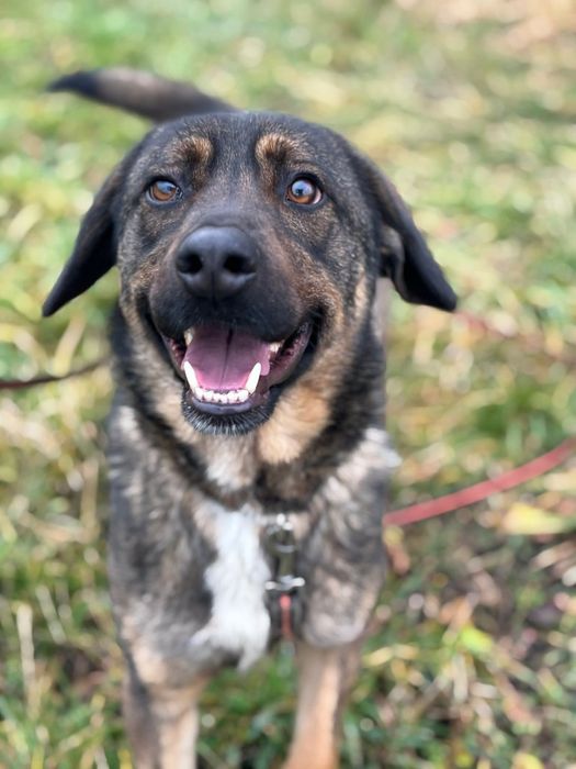 Lupo uroczy pies w typie posokowca