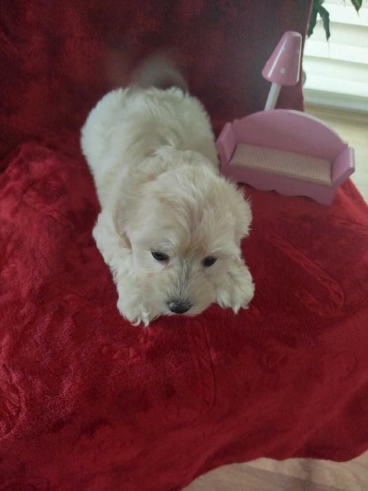 Sprzedam pieski rasy MALTIPO