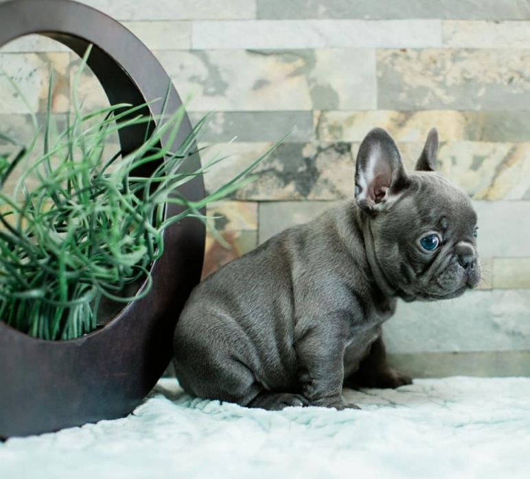 Чісто блакитний хлопець