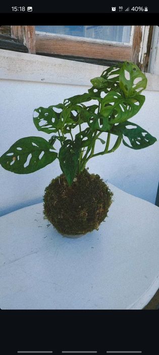 Plantas kokedamas em prato