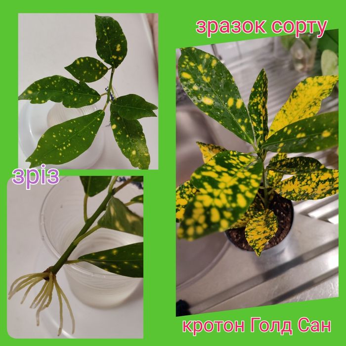 Фикусы 6 сортов; кротоны Голд Сан  и Санни Стар; сингониумы и драцены