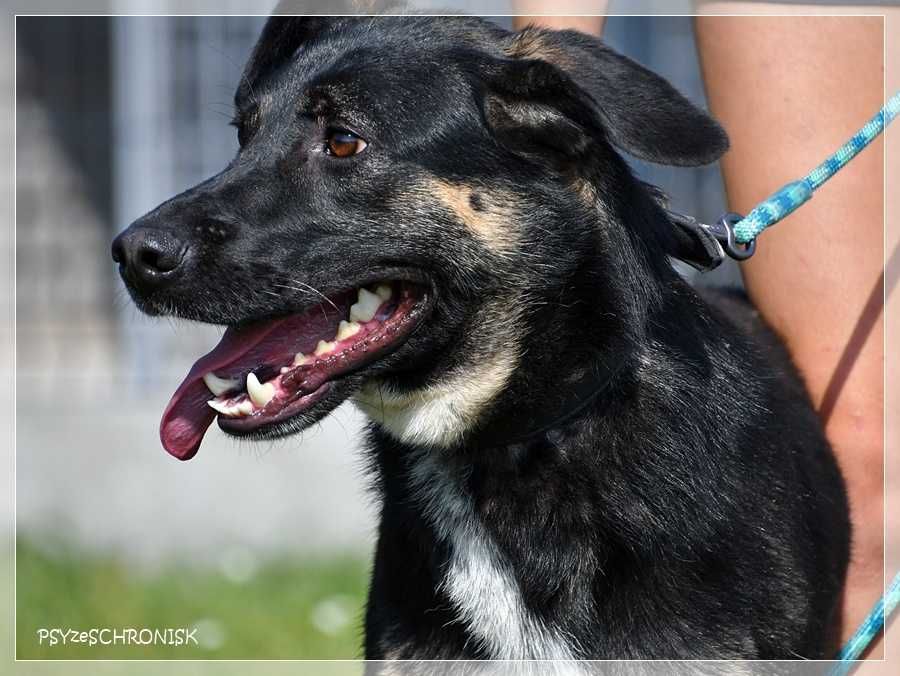 Wspaniały Marco szuka domu