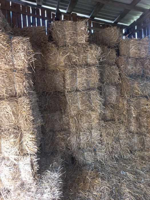 Тюки соломи з пшениці
