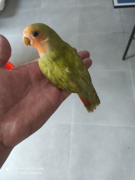Roseicollis criado á mão