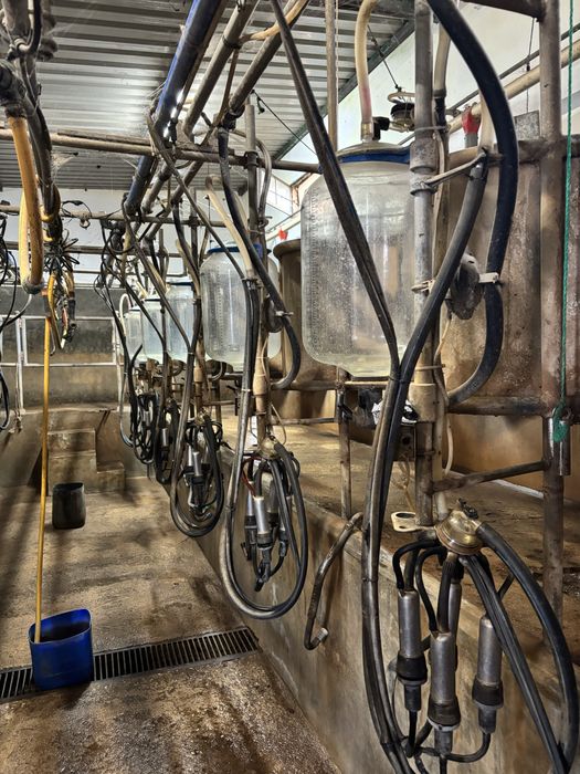 Vendo vaca raça frisia e estojo de ordenha