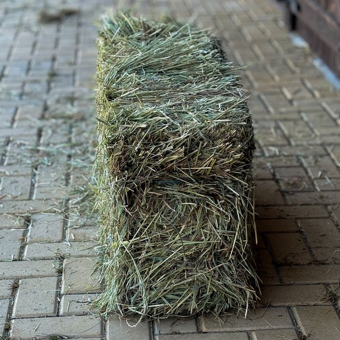 Feno de Azevém (approx. 20kg) de Otima qualidade