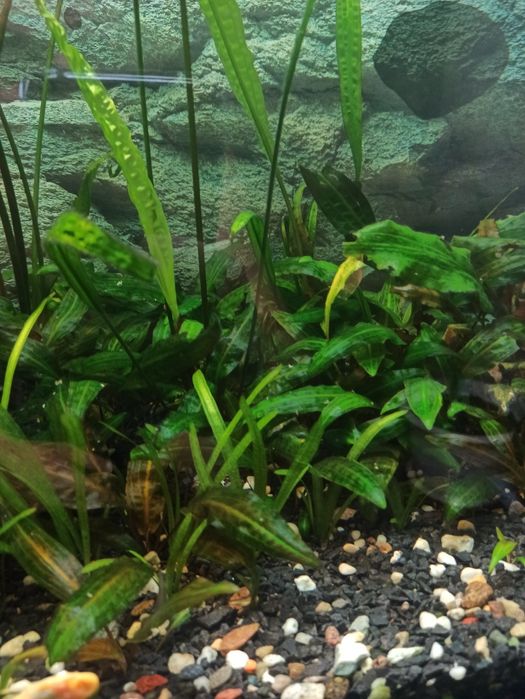 Rośliny akwariowe