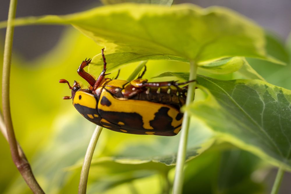 pachnoda marginata larwy oraz imago