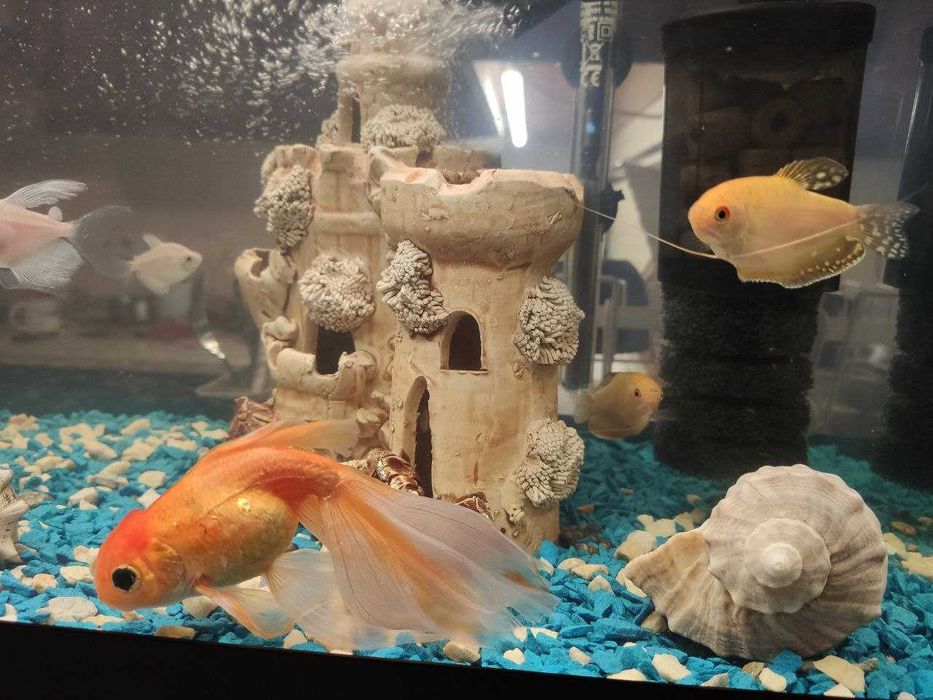 Аквариум 60л,Италия. Крышка, свет, фильтр, обогрев, рыбы Всё в Подарок