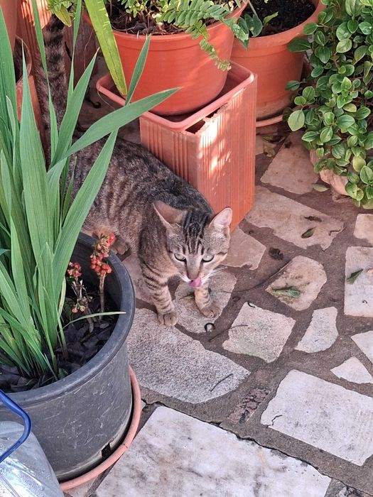 Gato, de seis meses, para adoção responsável.