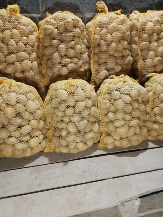 Sprzedam ziemniaki soraya wielkość sadzeniaka