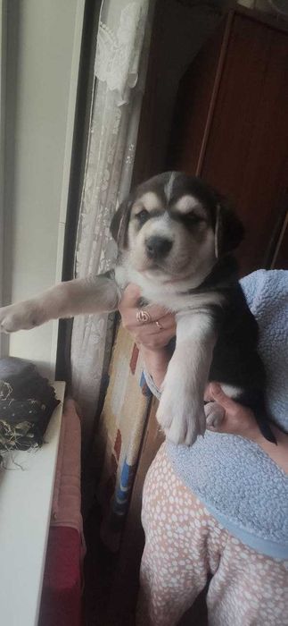 Отдам щенков Запорожье