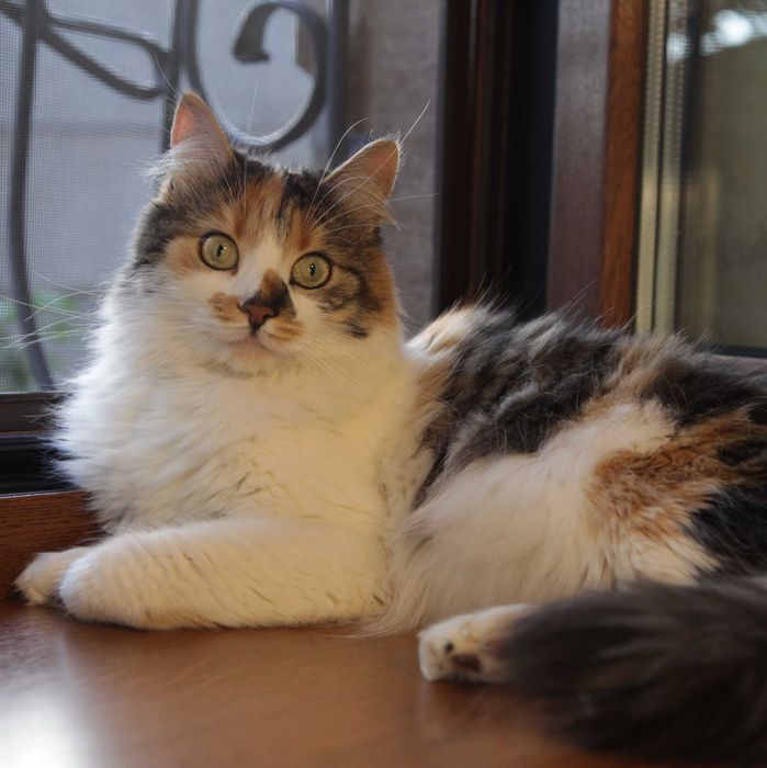 Киця чекає свою людину