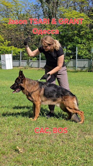 Кобели разных пород на вязку. Помощь инструктора.