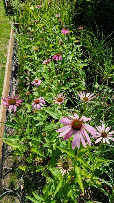 Jeżówki, żurawki,  stipy, hakonechloa, werbeny, bukszpany, trzmieliny