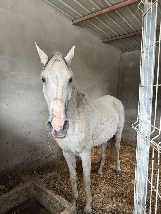 Vendo egua cruzada lusitana com arabe
