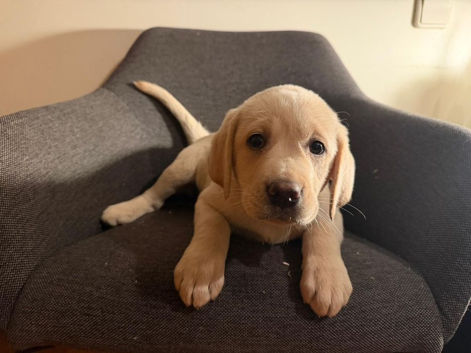 Labrador macho fantastico