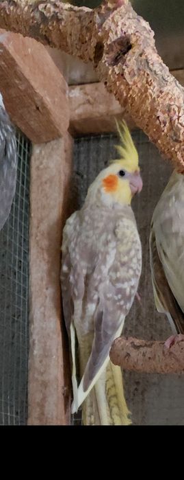 Caturras pérola face branca e amarela e caturra fêmea albina