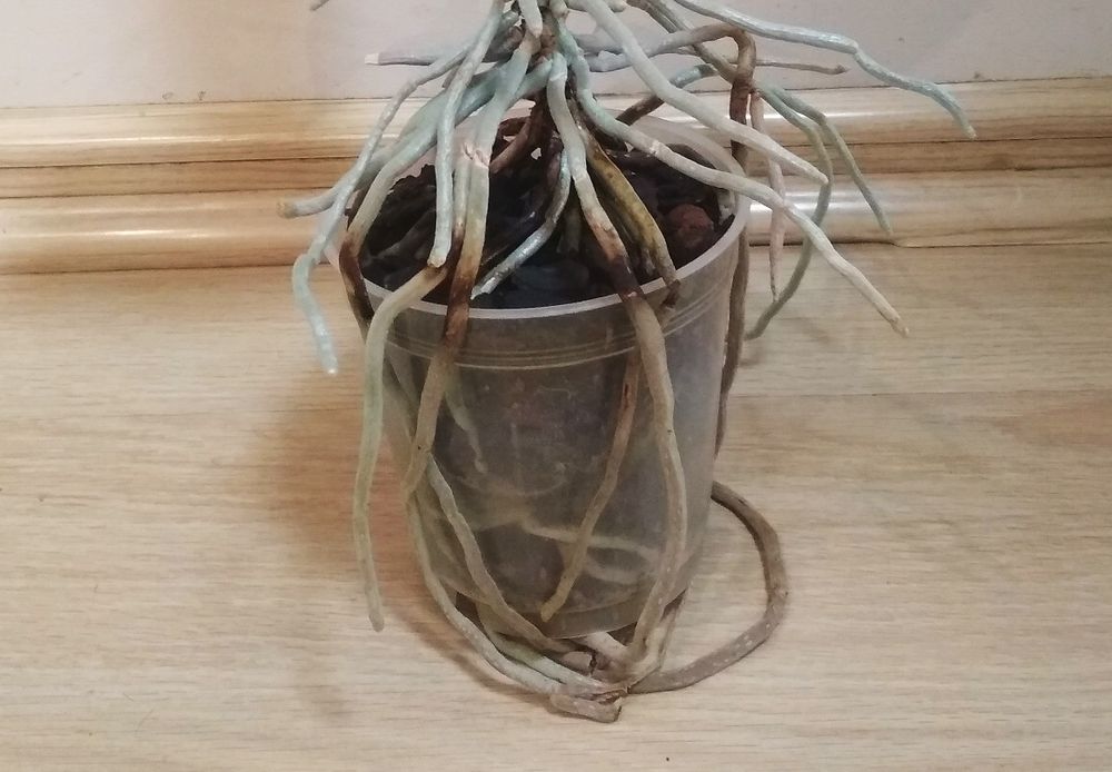 Орхидея фаленопсис сортовая Азия, детка на пне