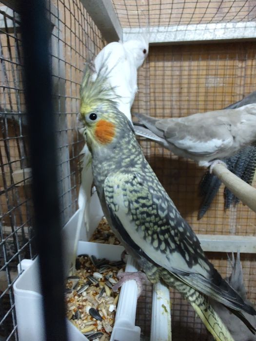 Nimfy wystawowe młode 2025