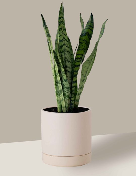 Planta Espada de São Jorge