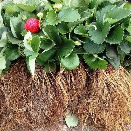 Флянці клубніки