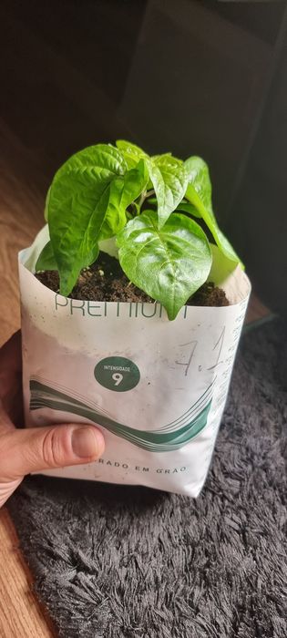 California Reaper (mudas).